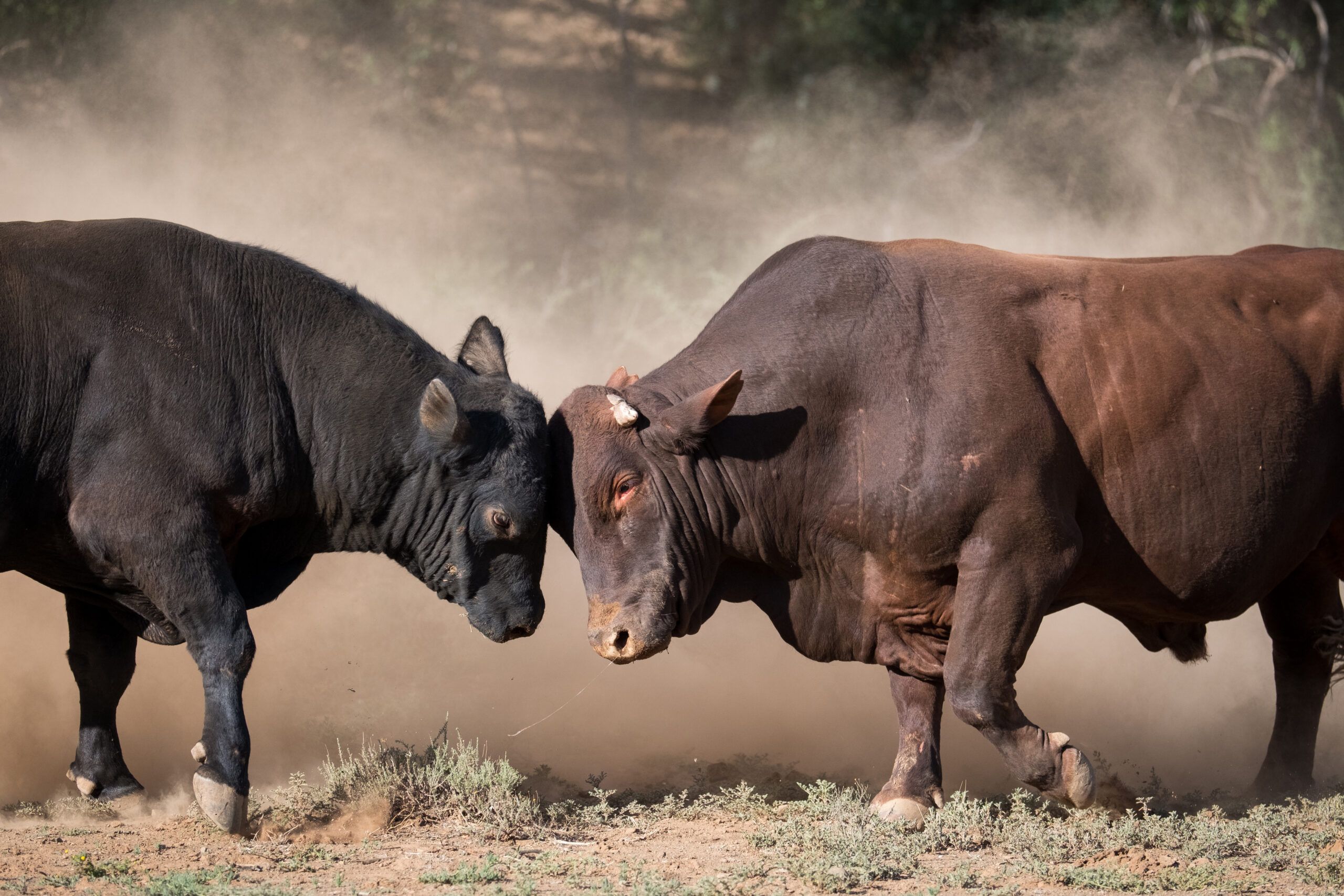 Two large bulls fighting