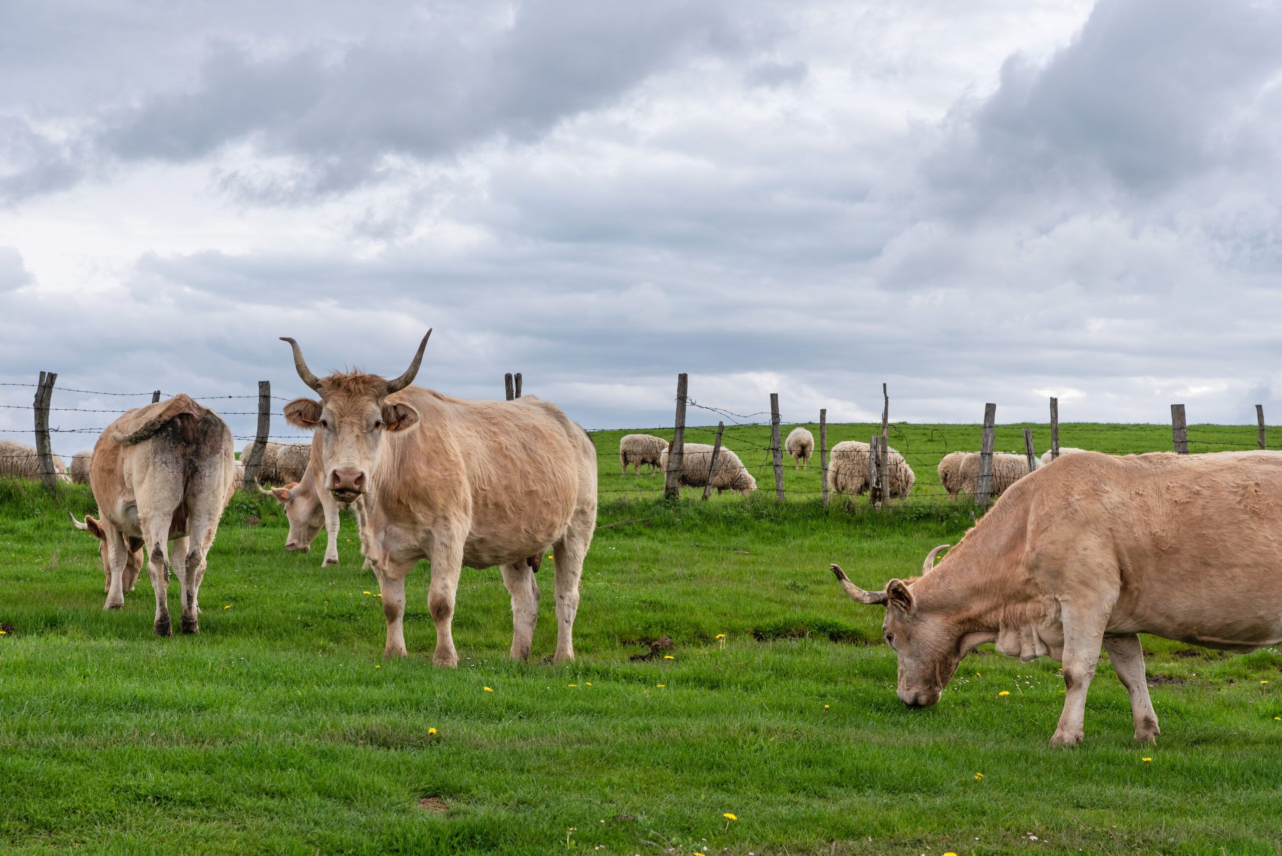 Cows and sheep grazing in the fields