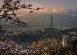 Cherry blossom with Taipei cityscape in Spring, Taiwan, 2021