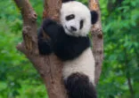Cute panda bear climbing in tree