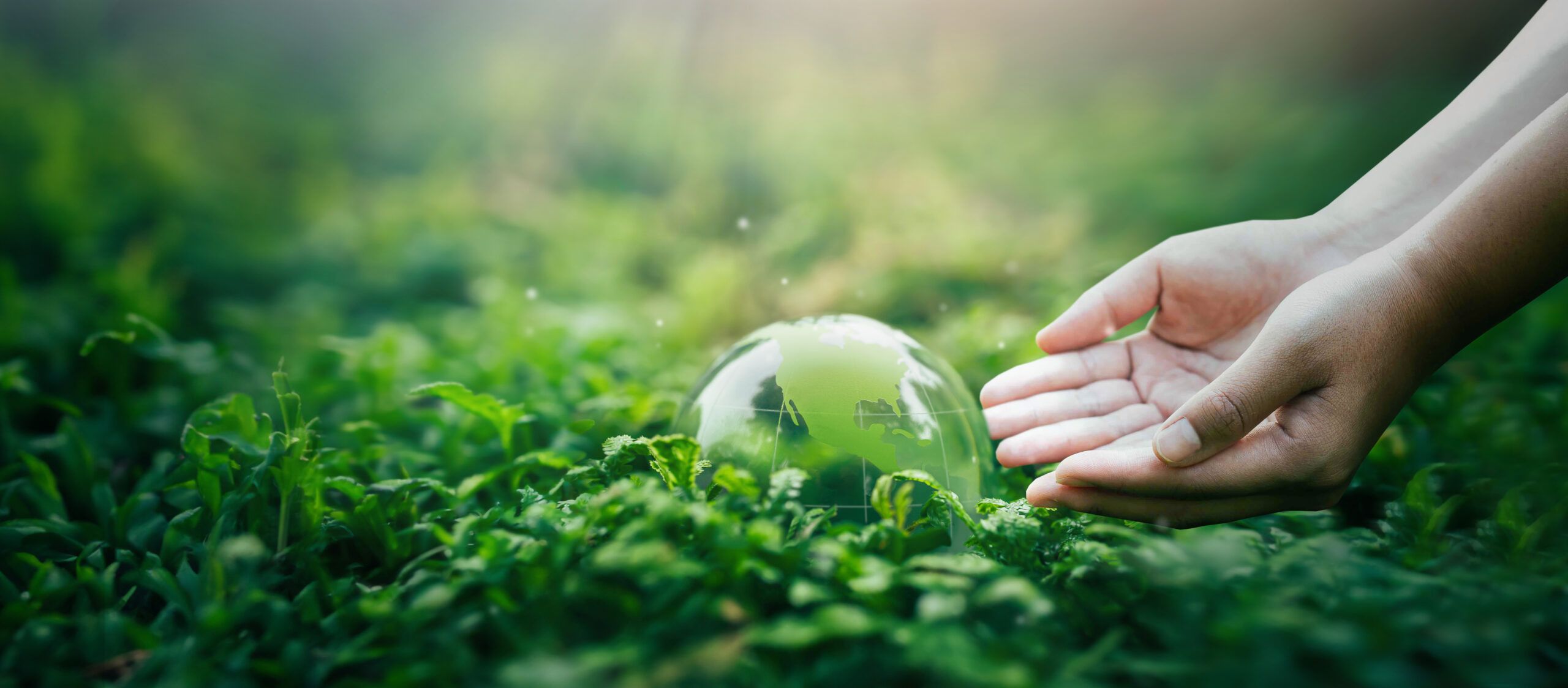 The glass globe is on a green background. Man saving the green planet, saving the earth, saving the planet. Sustainable environmental and environmental concept.