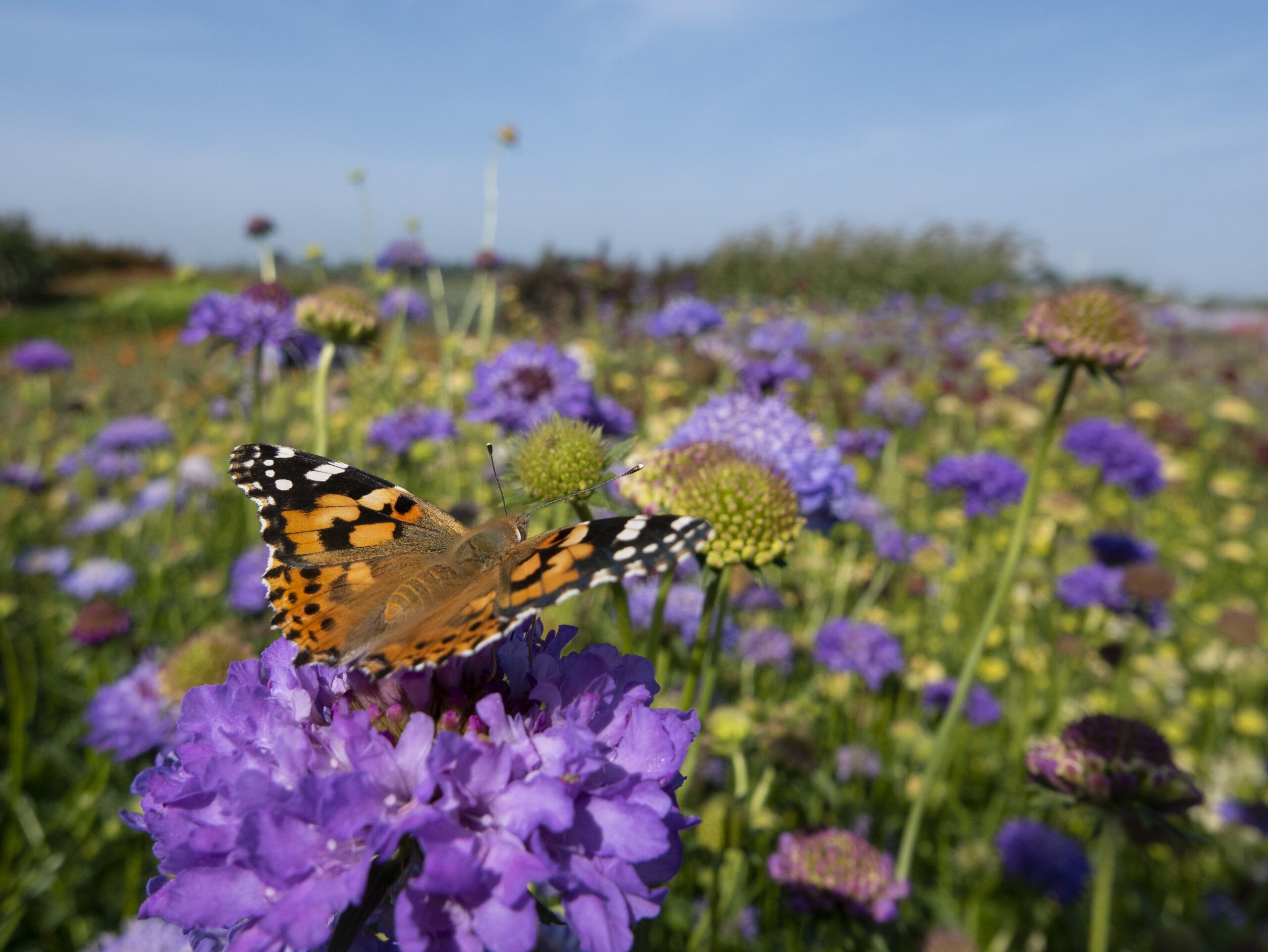 Monarch butterfly on top of a blue Scabiosa flower.