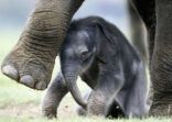 Whipsnade Wild Animal Park Celebrates Birth Of Second Asian Elephant