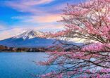 Fuji mountain and cherry blossoms in spring, Japan.